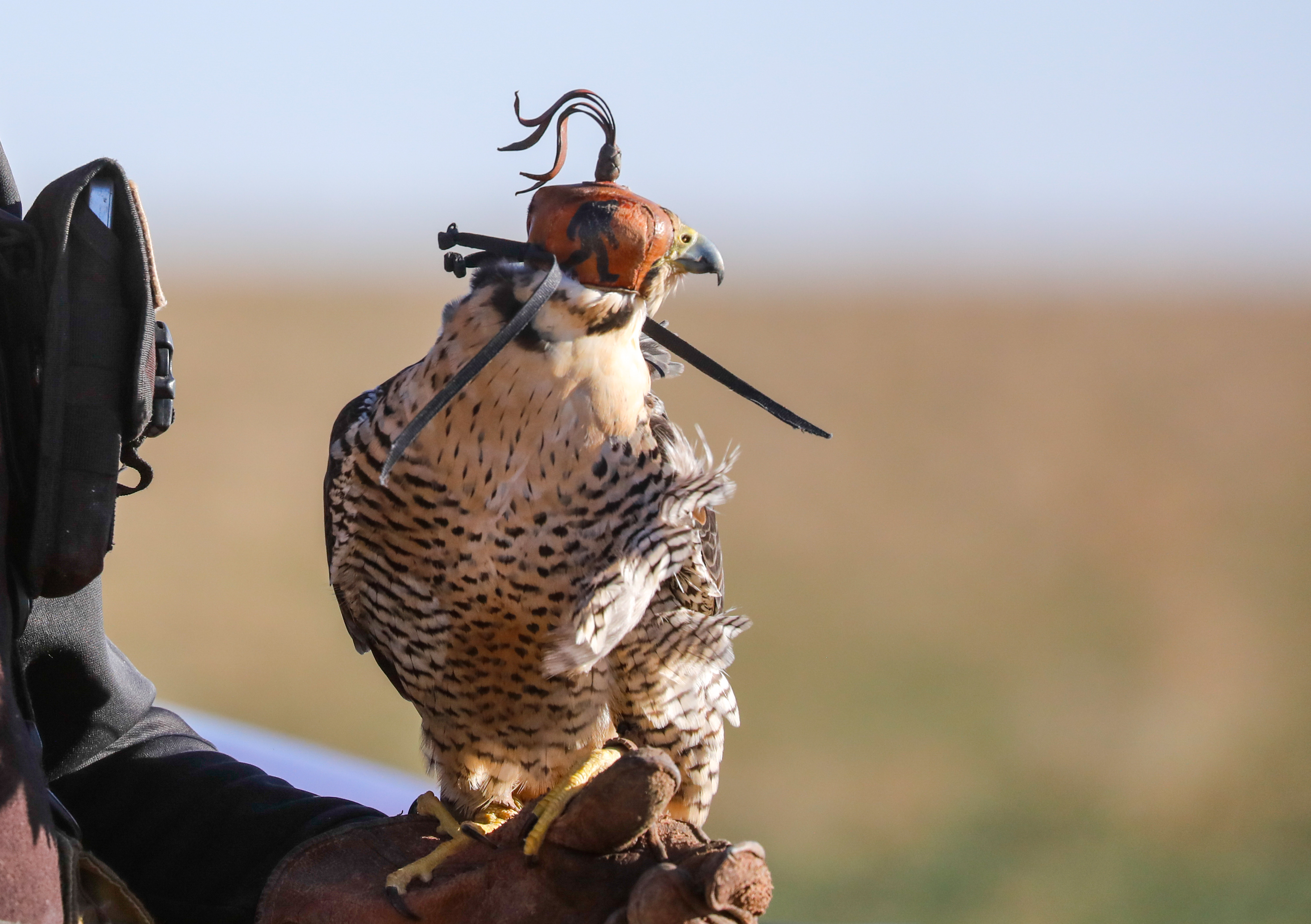 Wildlife permit activity
